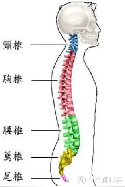 西昊VITO S人体工学椅开箱测评|分大小码的工学椅，才能更合身，小个子朋友/都市女白领/165公分以内人群