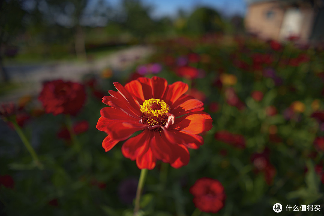 永诺 YN16mm F1.8S DA DSM索尼E卡口广角镜头