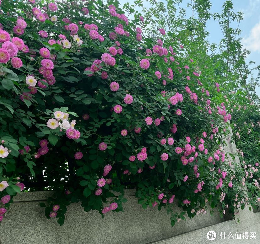 你一句春不晚,我就来了真济南~