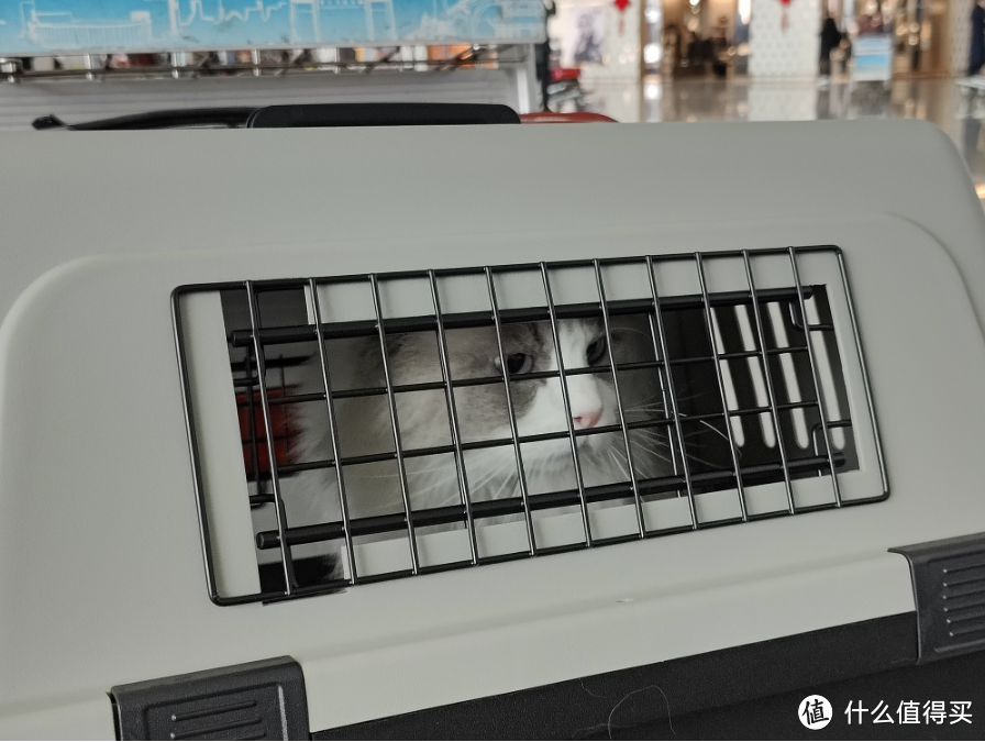 【建议收藏】千里走单喵,可能是全网最全的宠物航空托运攻略