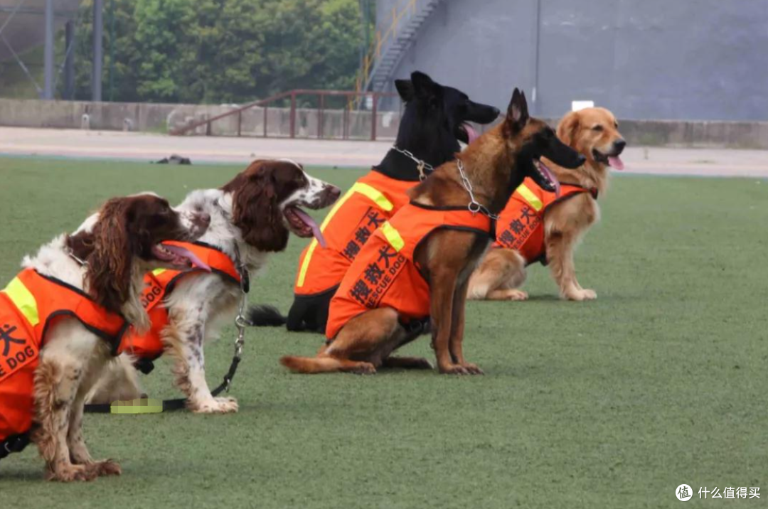 盘点搜救犬品种,你认识几种?