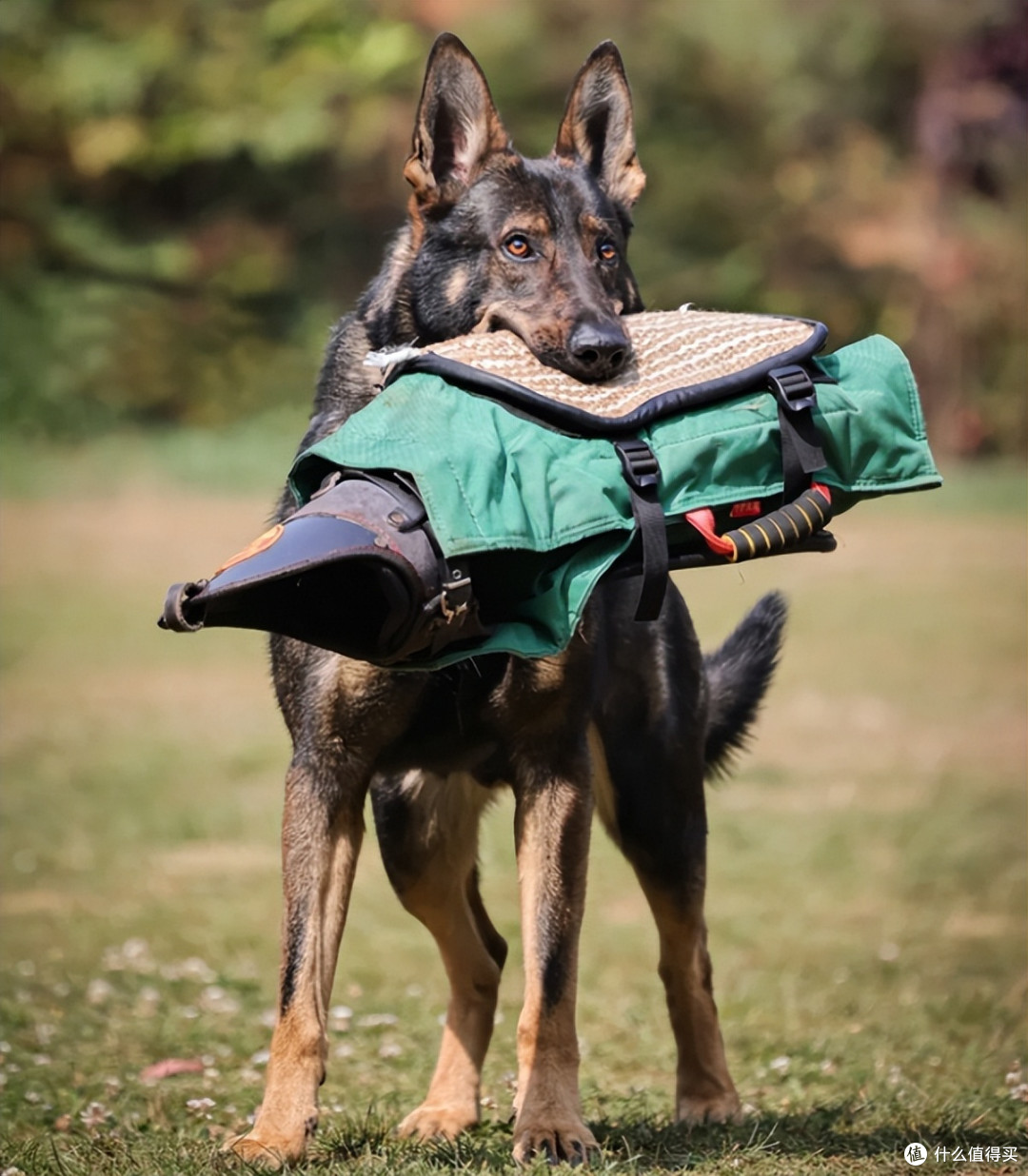 盘点搜救犬品种,你认识几种?