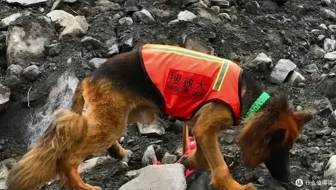 盘点搜救犬品种,你认识几种?