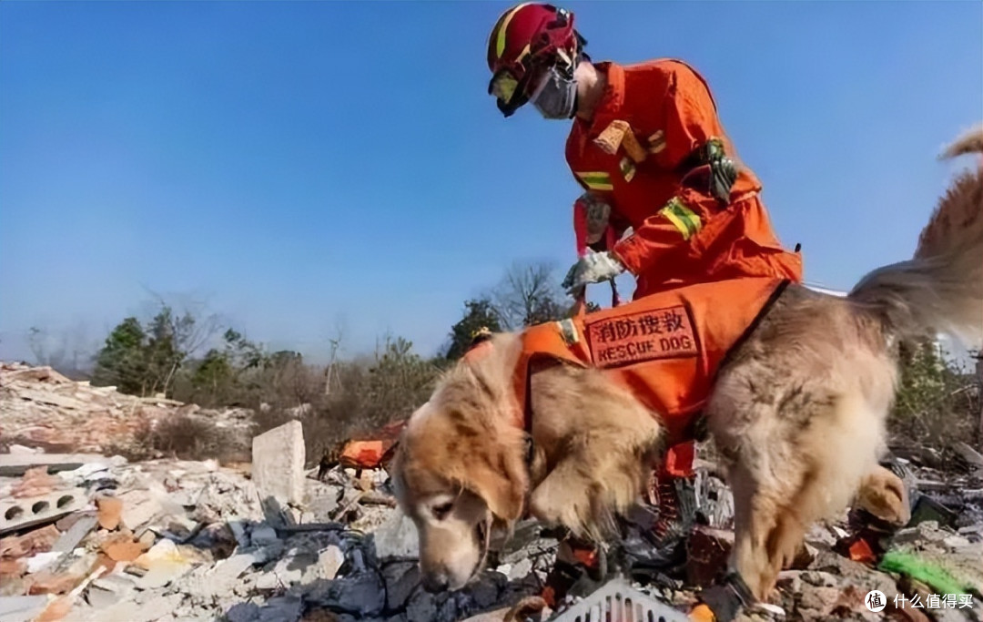 盘点搜救犬品种,你认识几种?
