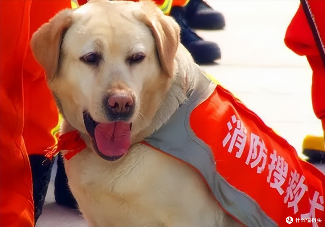 盘点搜救犬品种,你认识几种?