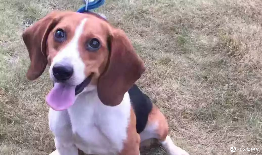盘点搜救犬品种,你认识几种?