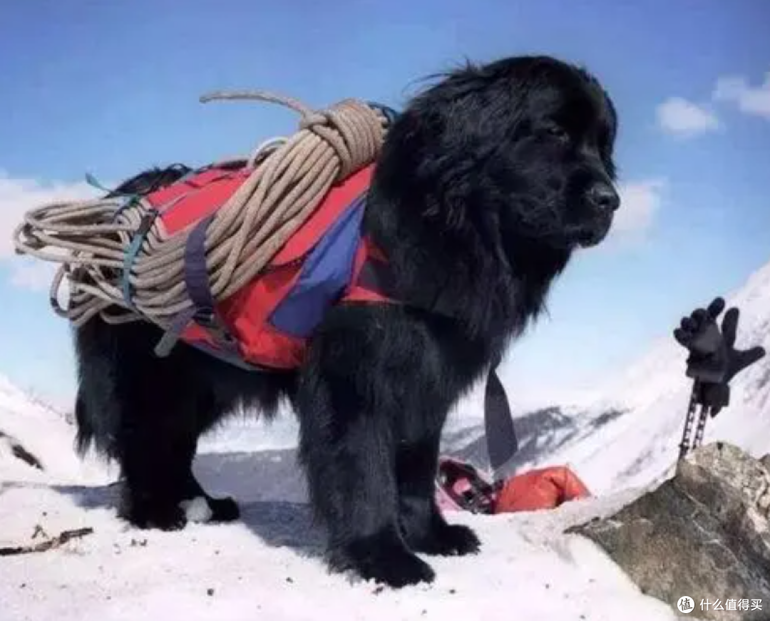 盘点搜救犬品种,你认识几种?