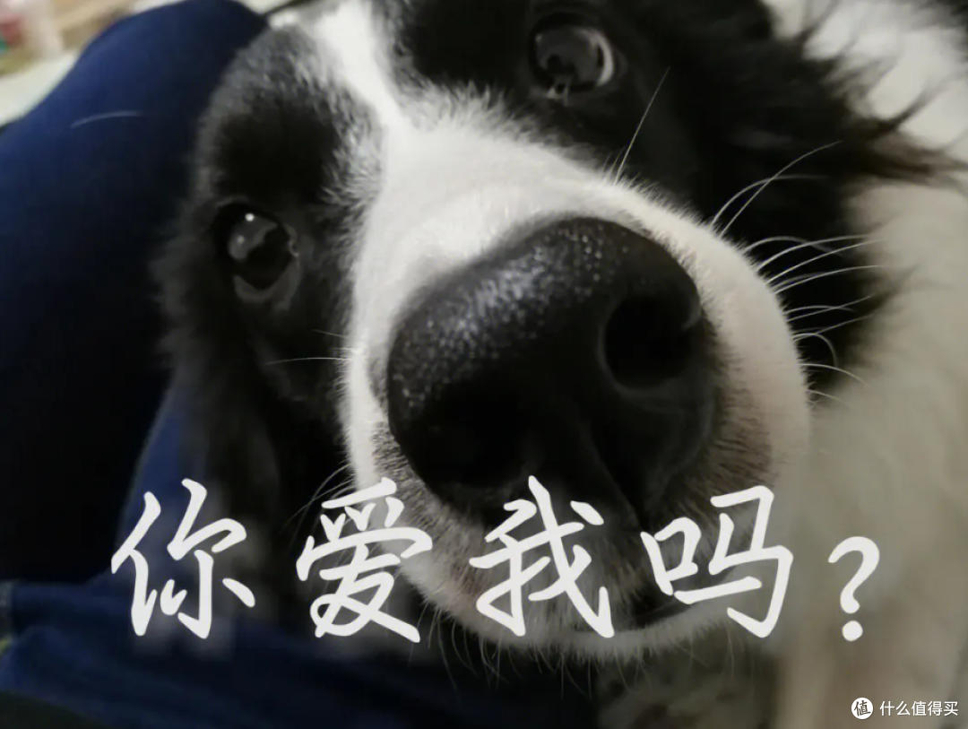 盘点搜救犬品种,你认识几种?