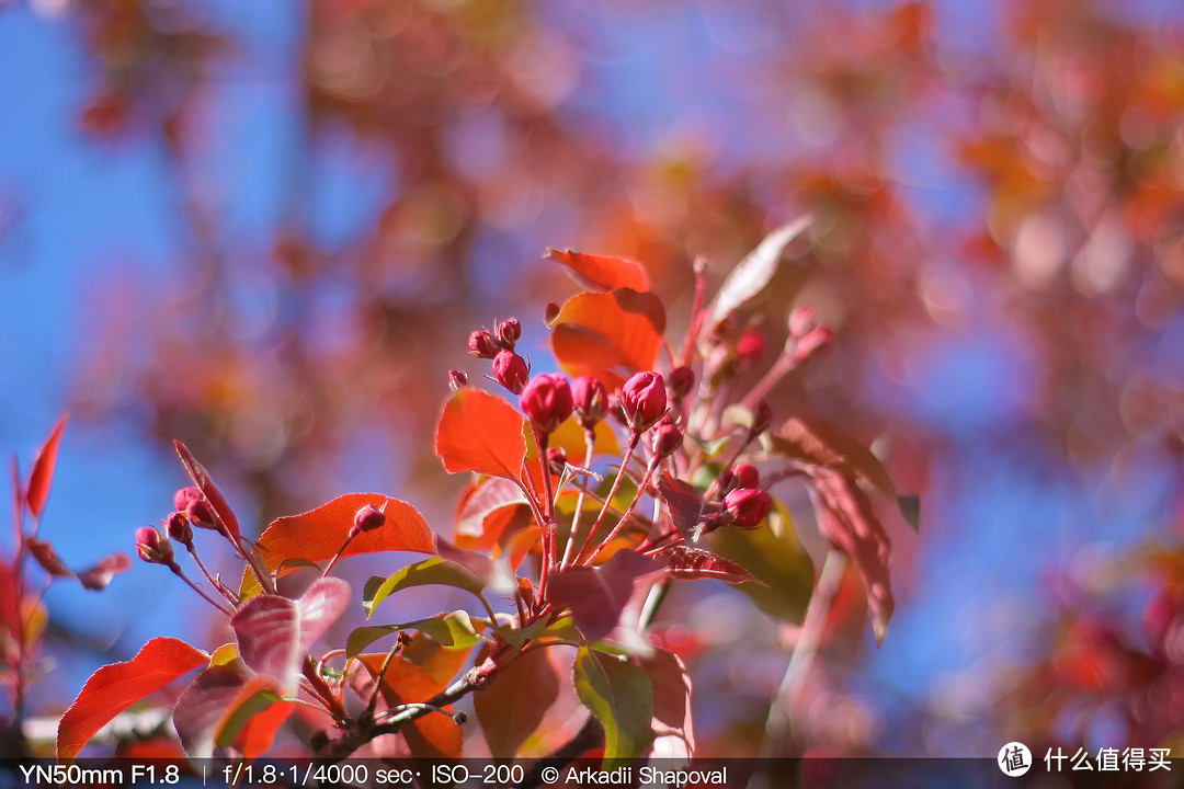 值！永诺YN50mm f1.8 佳能卡口小痰盂，新手入坑首选推荐，后附惊喜价格推荐