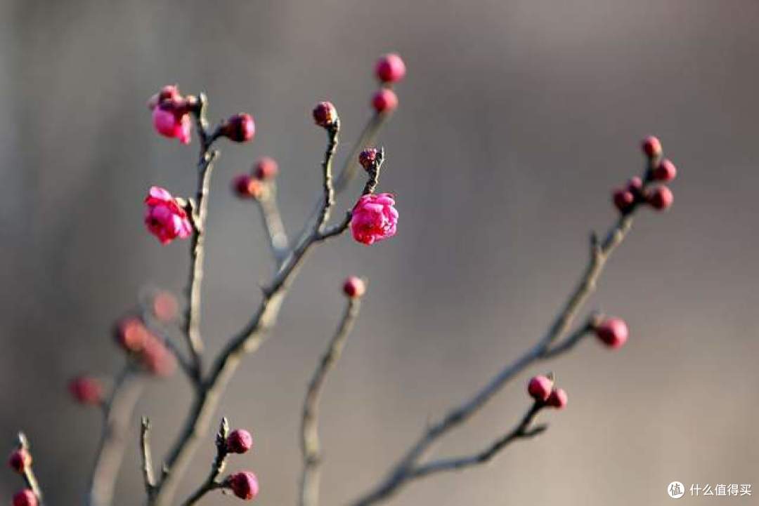 2月4日立春，这5种“春芽”记得吃，新鲜味美，应季而食顺利迎春