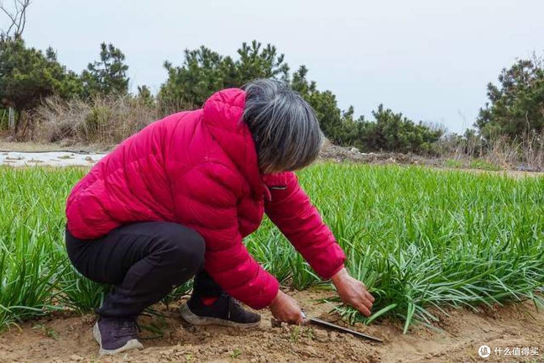 2月4日立春，这5种“春芽”记得吃，新鲜味美，应季而食顺利迎春