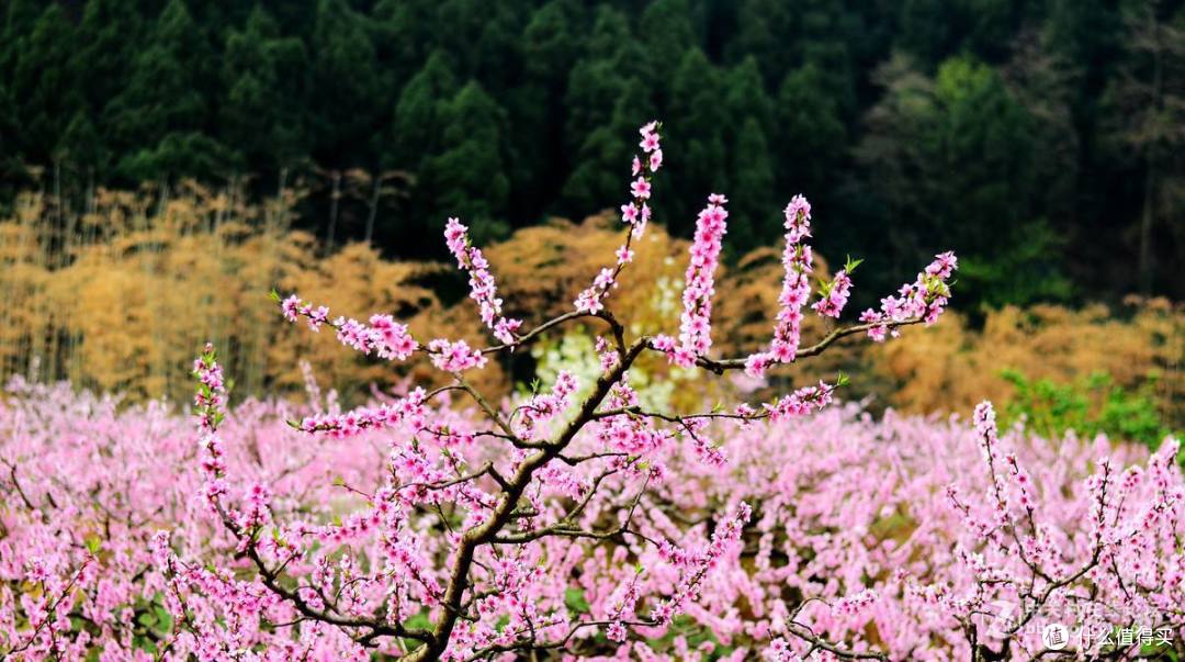 美足整整3个月,2023年度春花大赏,从南到北拉开春天的序曲,跑遍全国只为追花