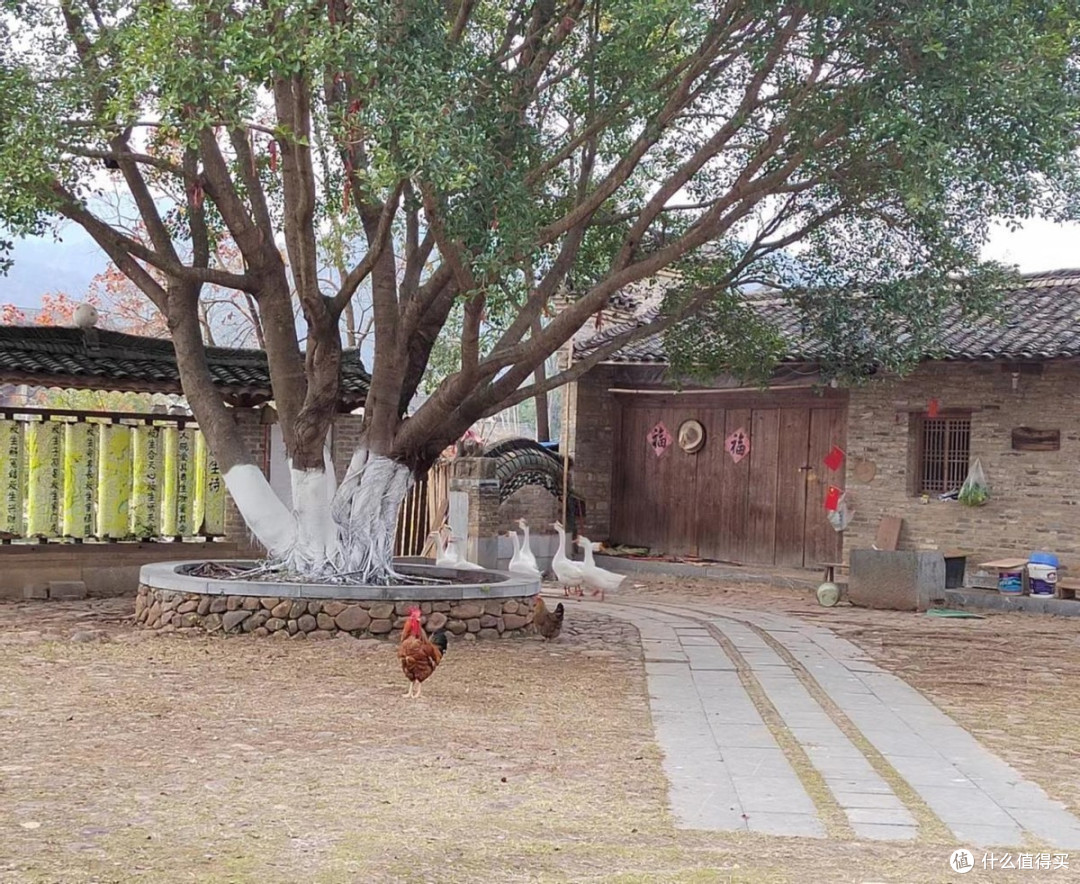 华为跌破千元:鸿蒙系统+5000mAh大电池+高清大屏,体验更感人!