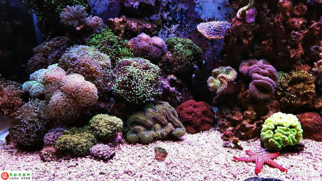 新手想玩海水缸？这4种珊瑚不难养，照着做你也可以养好