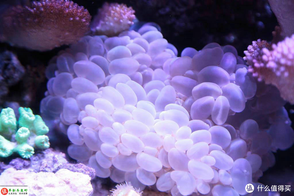 新手想玩海水缸？这4种珊瑚不难养，照着做你也可以养好
