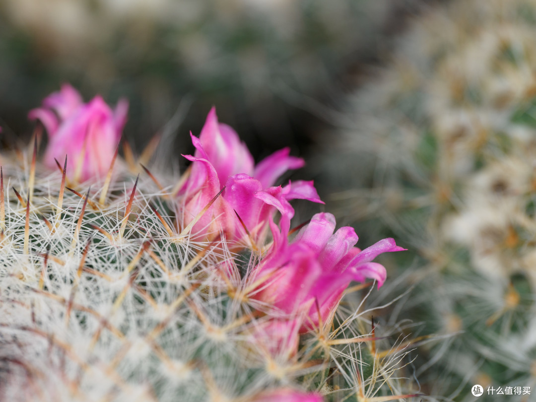 ▲ 90mm | F6.3 | 1/60s | ISO-200