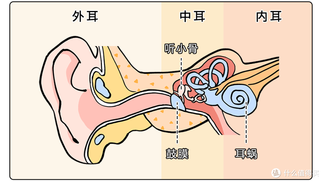 耳朵骨头解析图图片