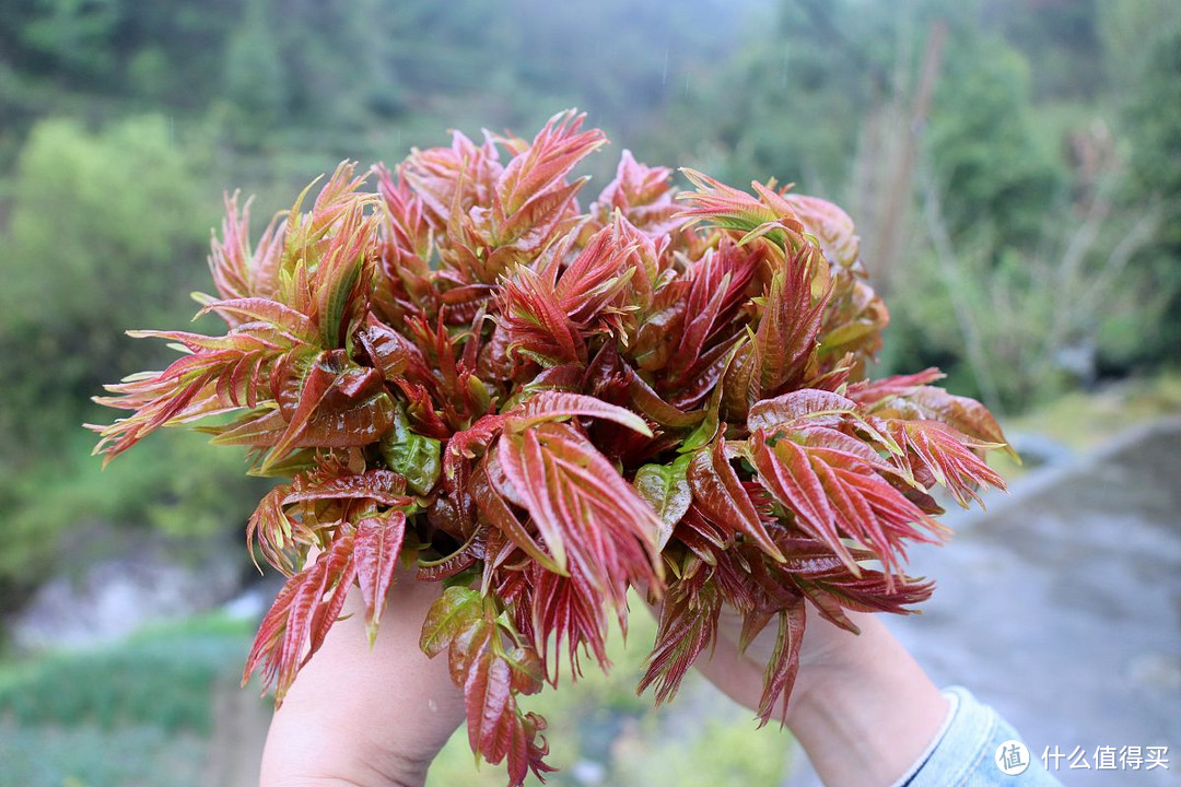 春天吃香椿，红叶和绿叶哪个好？菜农：差别不止一点，不懂别瞎买