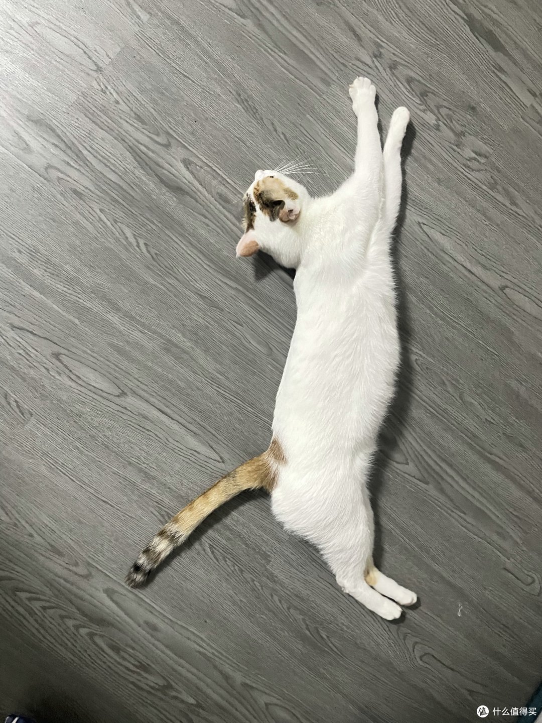 对于不爱喝水的小猫咪,我们可以这么做(上篇)
