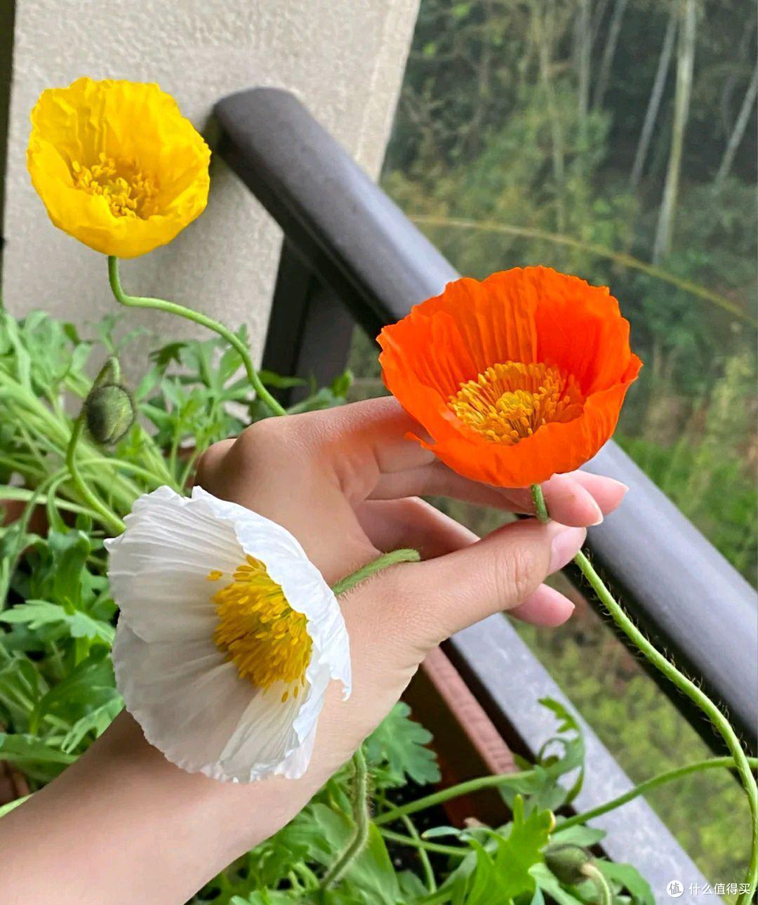 这4种花别再买了,白送给你都不能要,不然后悔都来不及