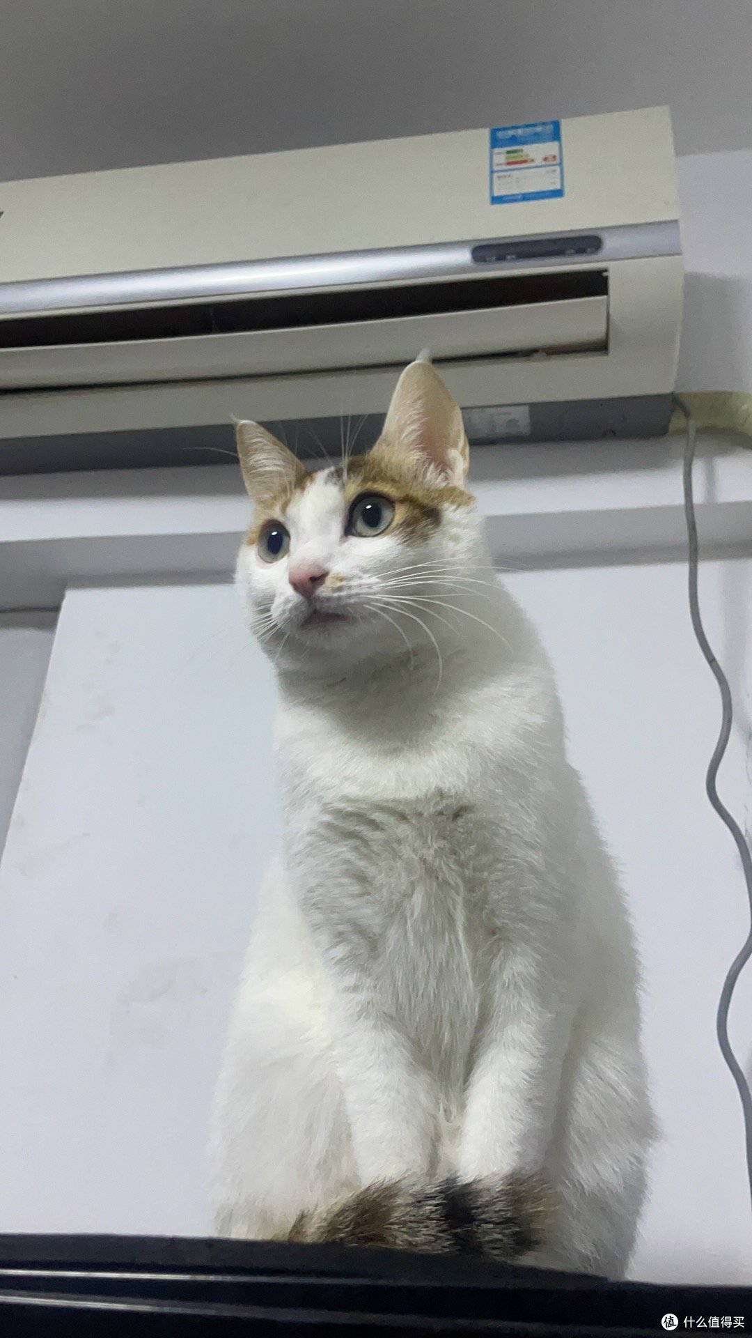 对于不爱喝水的小猫咪,我们可以这么做(上篇)