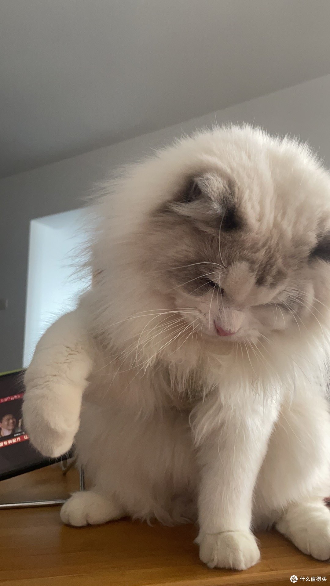 对于不爱喝水的小猫咪,我们可以这么做(上篇)