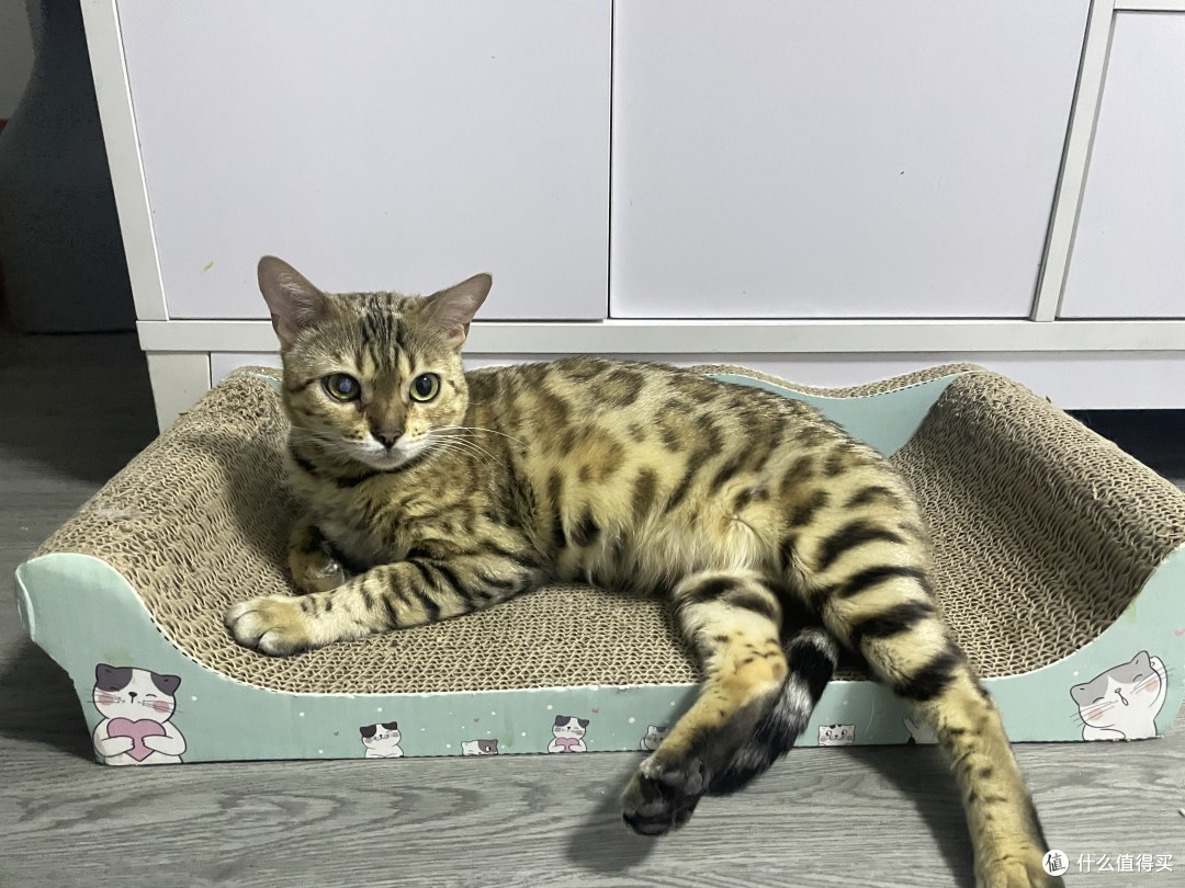 对于不爱喝水的小猫咪,我们可以这么做(上篇)
