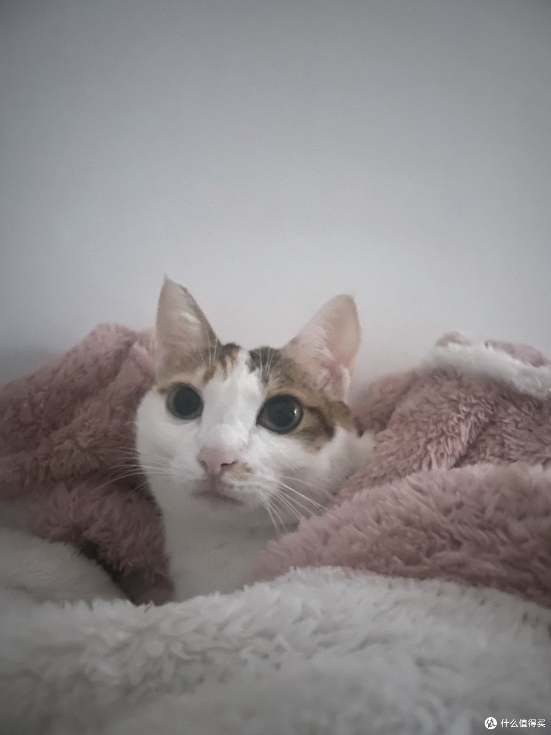对于不爱喝水的小猫咪,我们可以这么做(上篇)