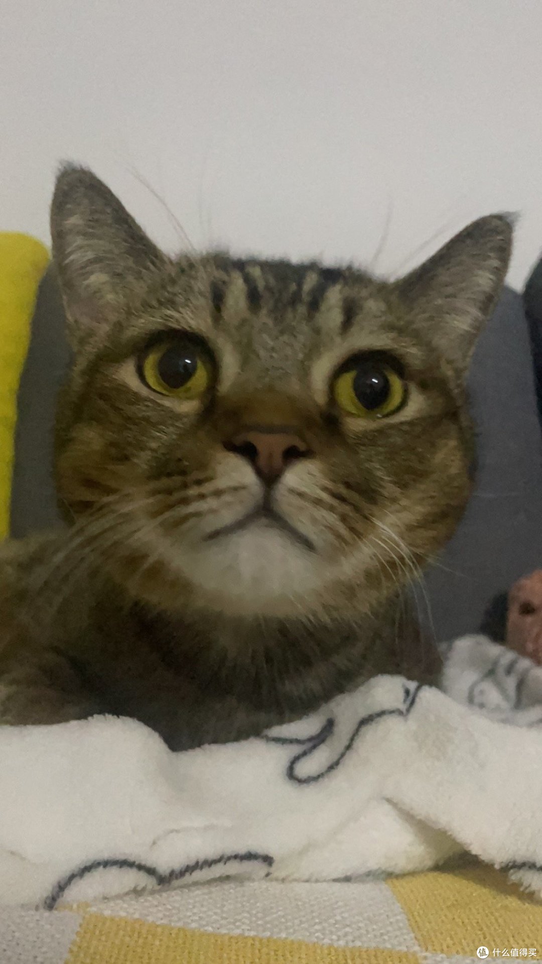 对于不爱喝水的小猫咪,我们可以这么做(上篇)