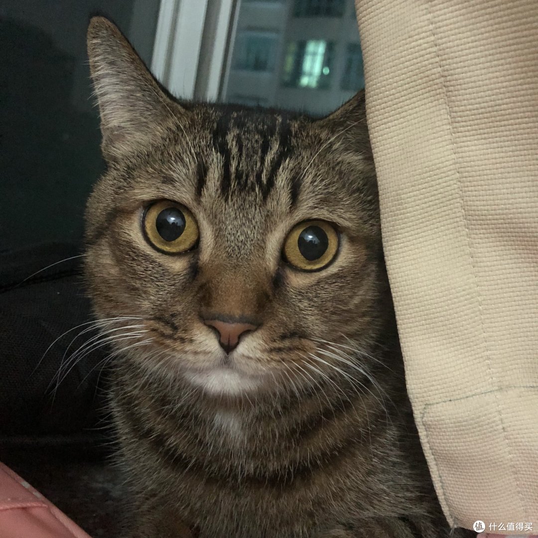 对于不爱喝水的小猫咪,我们可以这么做(上篇)