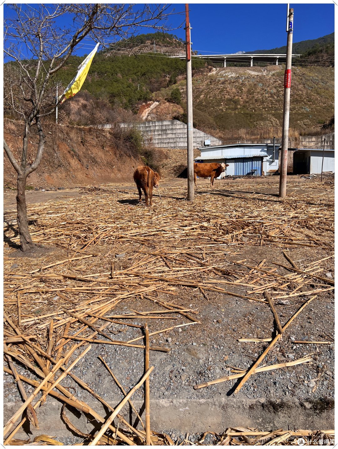 D7 大理-- 香格里拉 2023.01.19