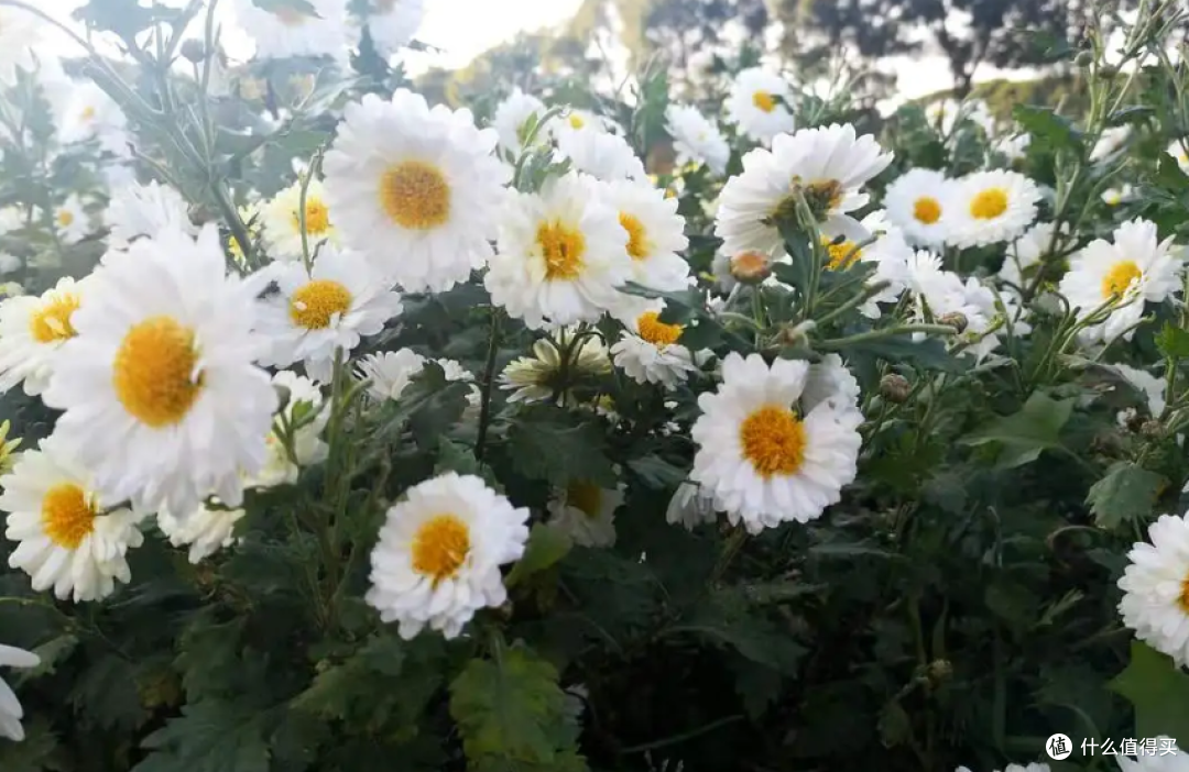 情人节,无论有钱没钱,都要喝的2款菊花,常喝好处多
