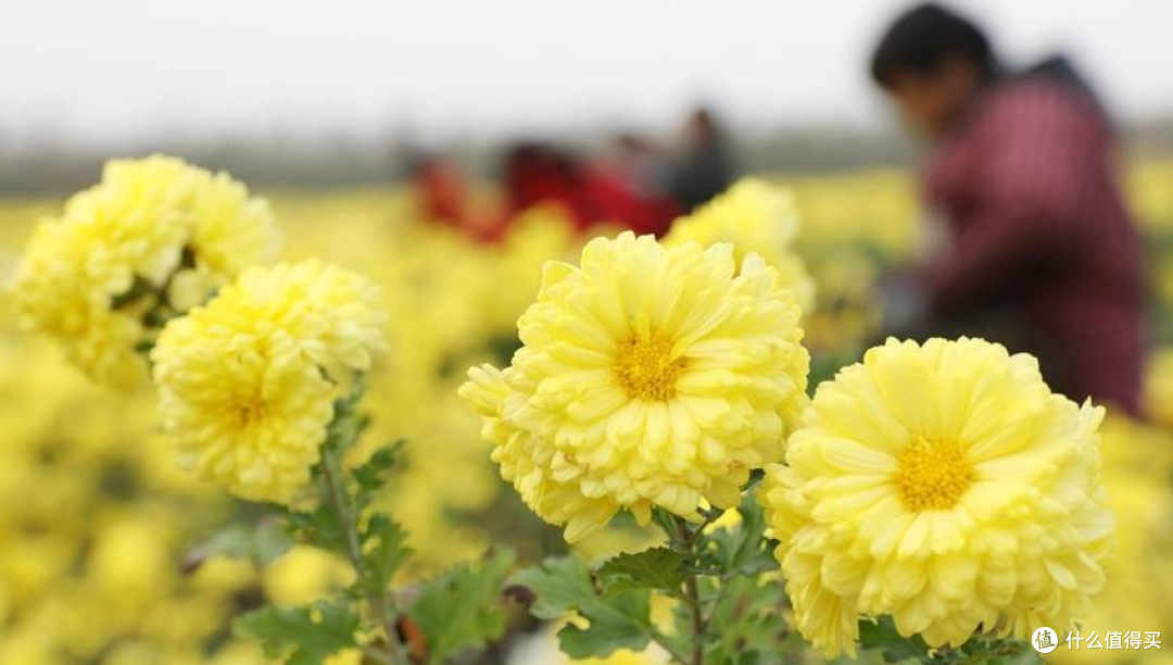 建议家中常备菊花茶，清凉甘甜又解渴