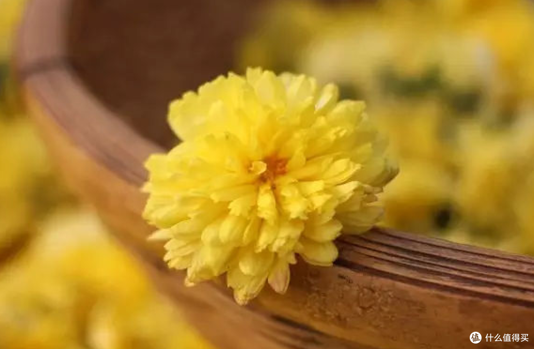 建议家中常备菊花茶，清凉甘甜又解渴
