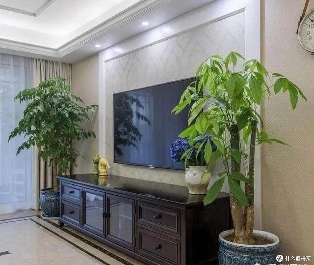 “客厅树,别乱种!”,这5种树有“远景”,现在种家旺人富