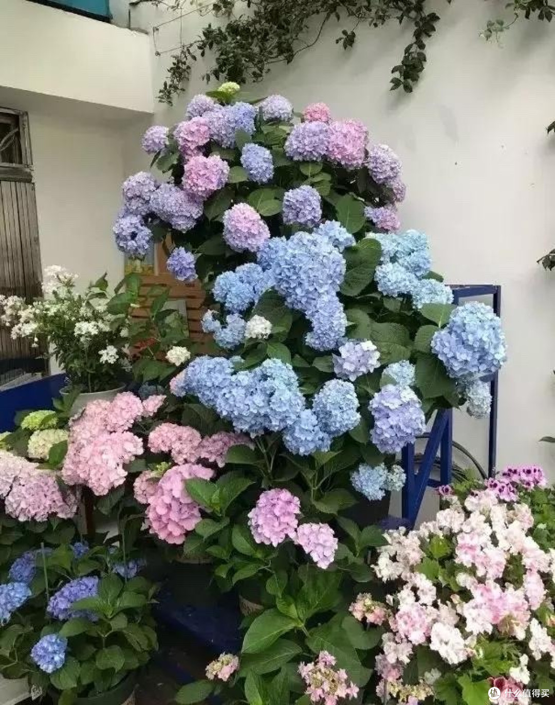 春季就养3种花，不停开，很好养，花量大，很皮实，十分漂亮！