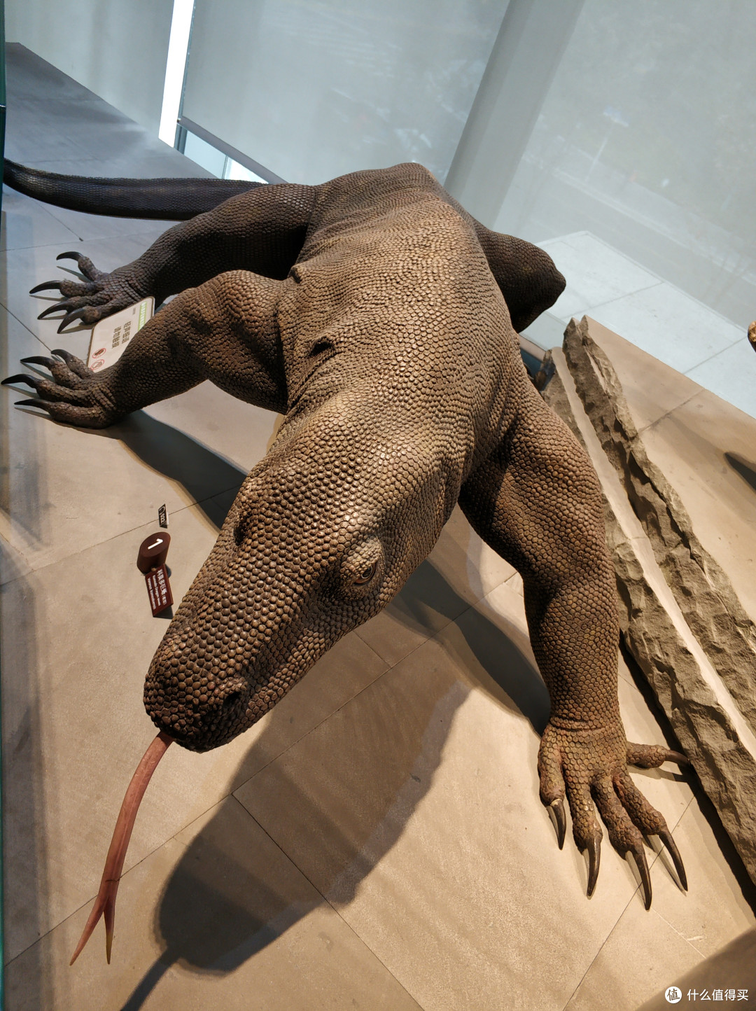 真科莫多巨蜥的标本,相当带劲了!