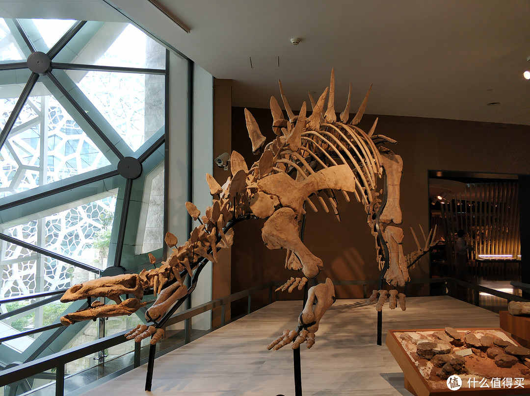 剑龙的化石标本，非常的酷！
