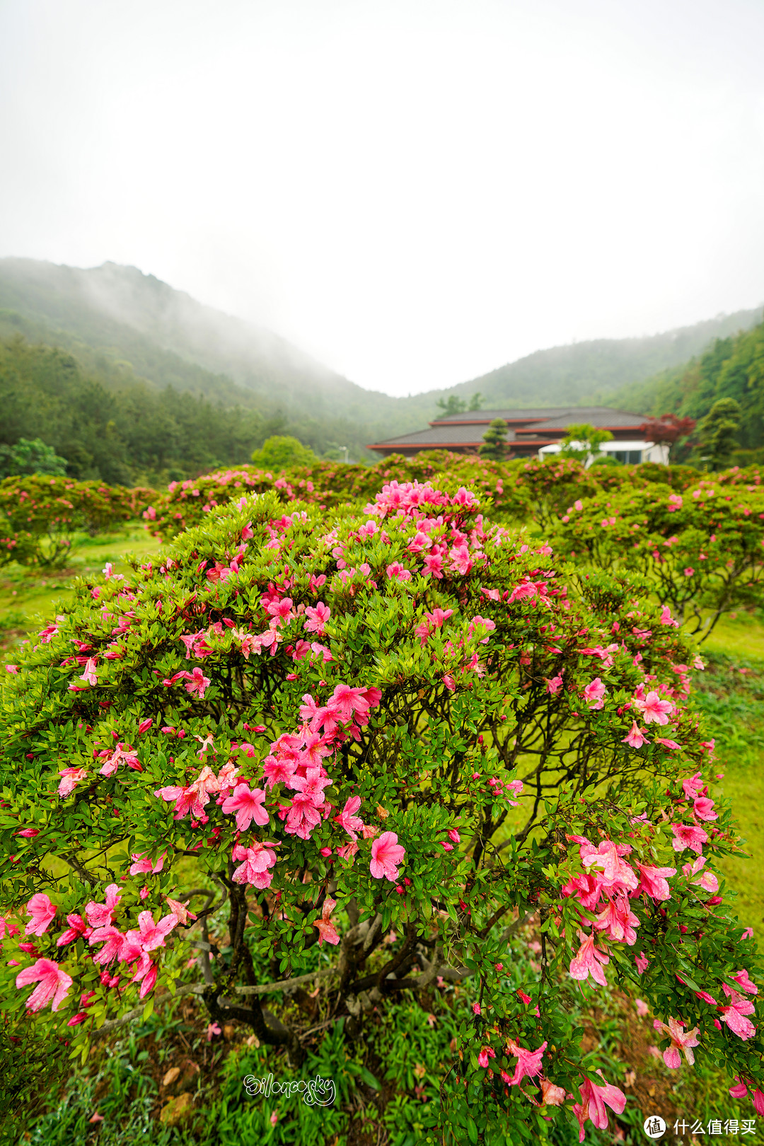 400块住进东钱湖畔临湖独栋私汤别墅！宁波南苑金陵花园酒店 入住体验