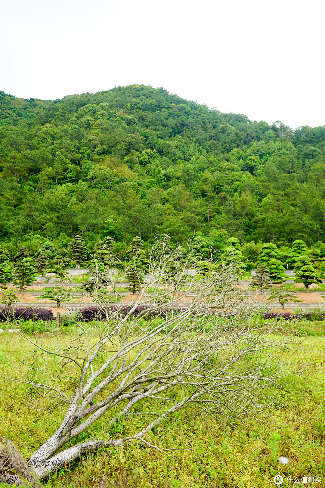 400块住进东钱湖畔临湖独栋私汤别墅！宁波南苑金陵花园酒店 入住体验