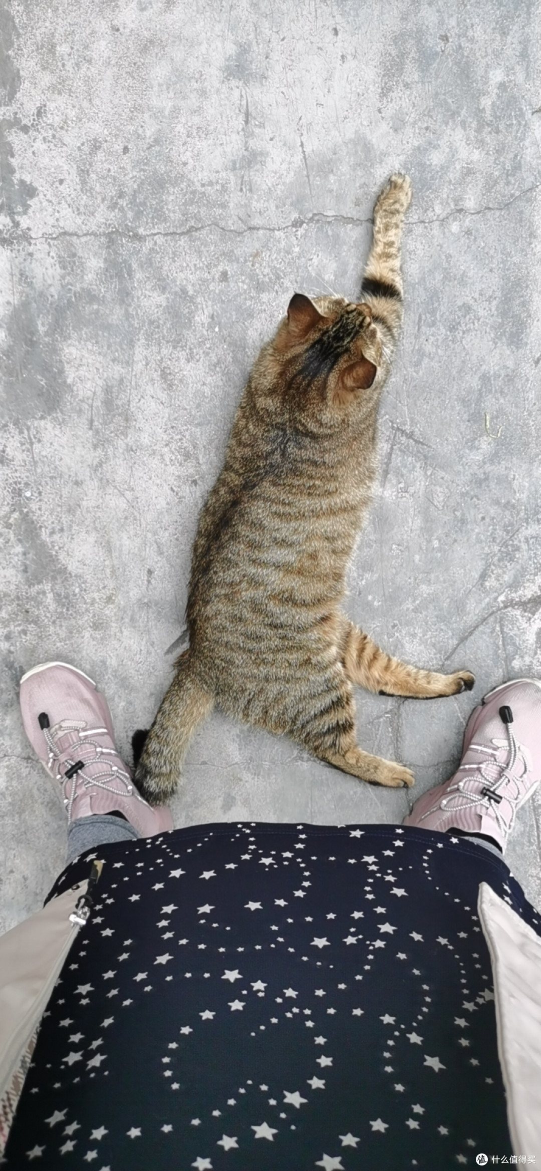 这边的村霸梨花猪猫