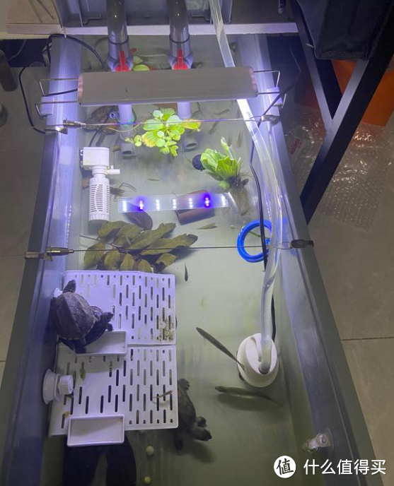 斯是陋室,惟龟喜好:养龟容器的选择