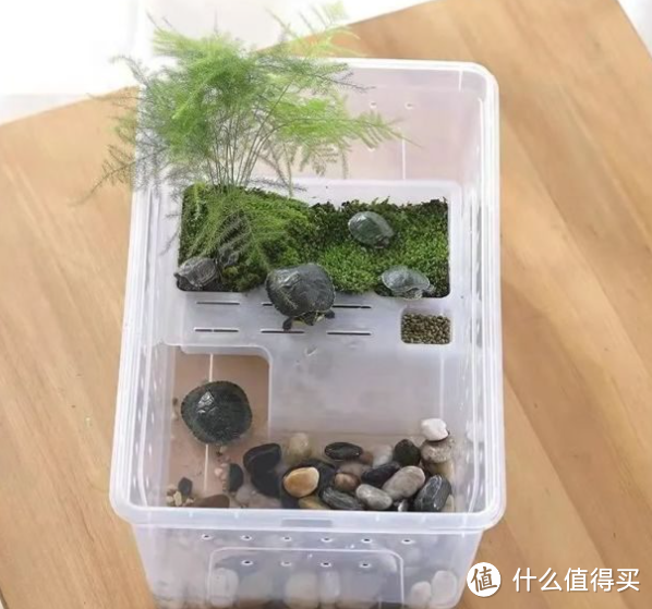 斯是陋室,惟龟喜好:养龟容器的选择