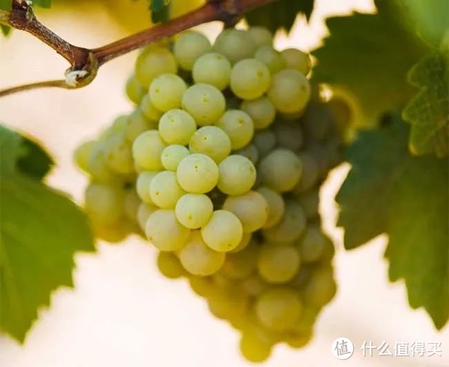 还没喝过这5种西班牙白葡萄酒,都不好意思说自己是西班牙真爱粉!