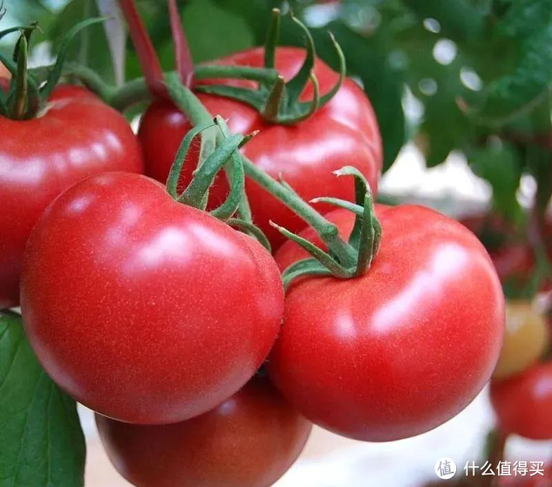 西红柿怎么选？“贵族”普罗旺斯沙瓤多汁老少皆宜