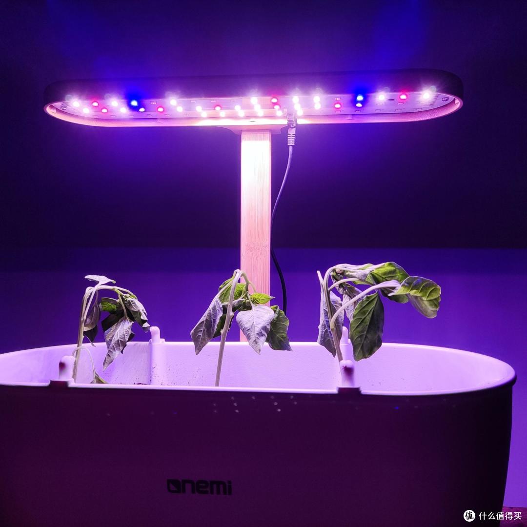 植物不在缺少光线,一米田种植伴侣升级了