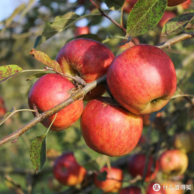 读书学习多吃苹果，苹果中的“战斗机”阿克苏苹果选购指南