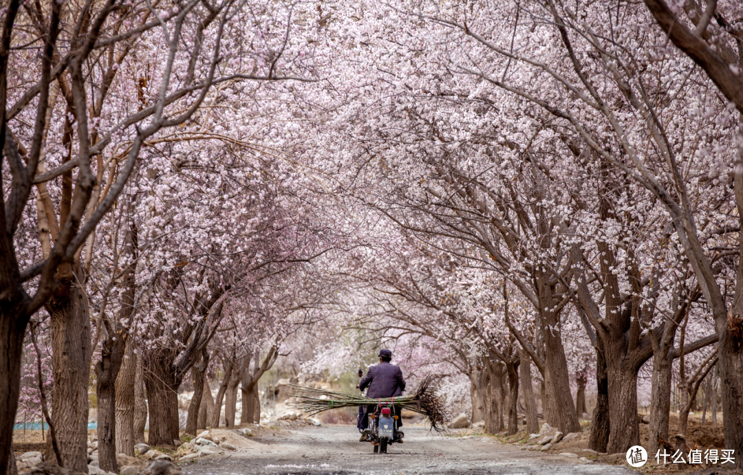 要说今年中国最迷人的春色，还得来这看！