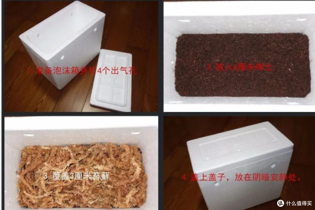 冬眠,如何让龟睡个好觉?