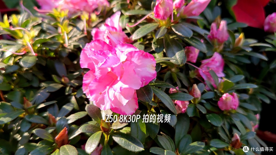 努比亚Z50影像能力有多强?详细体验
